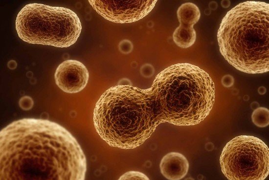 cells-web-550x367