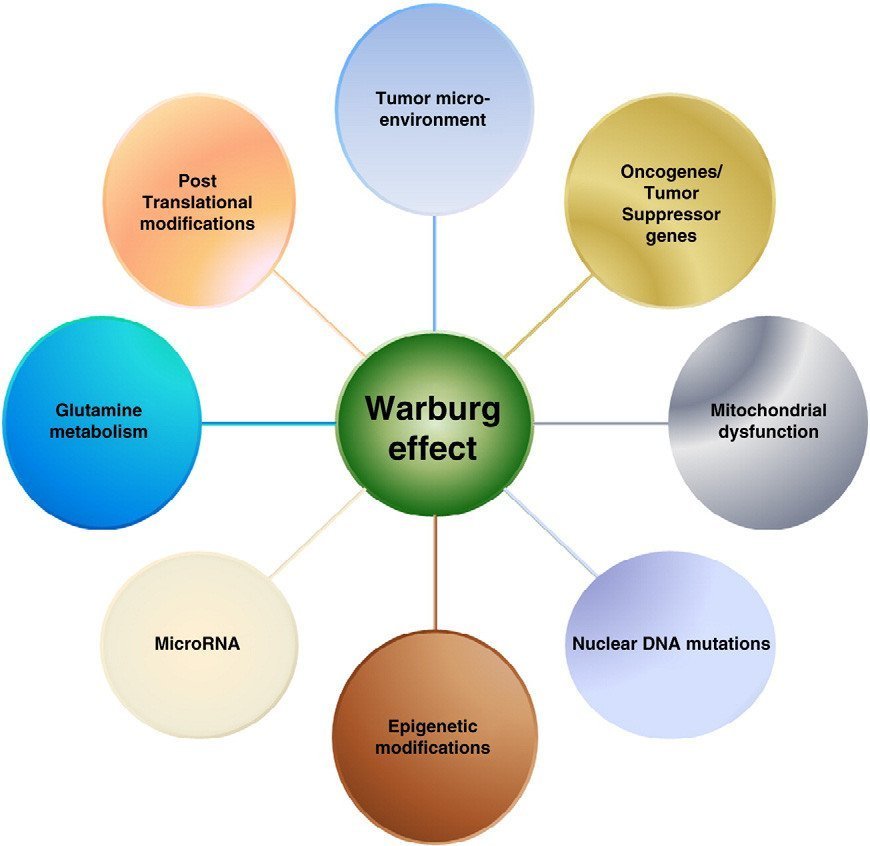 warburg effect