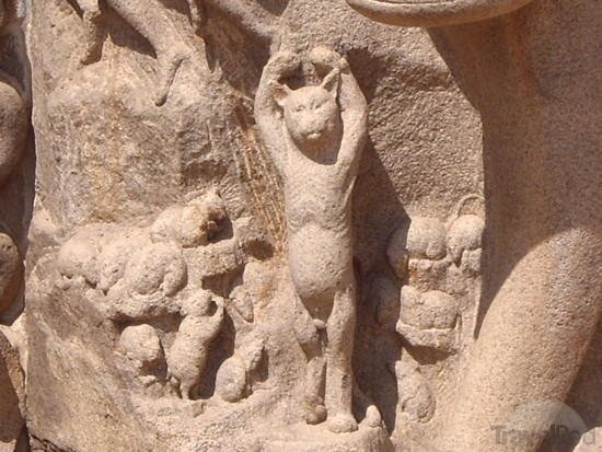ascetic-cat-mimicking-arjuna-mamallapuram