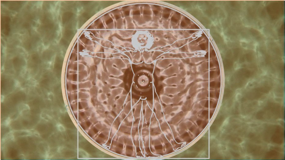 vitruvian211