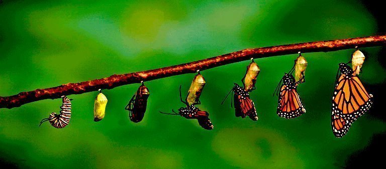 butterfly-metamorphosis